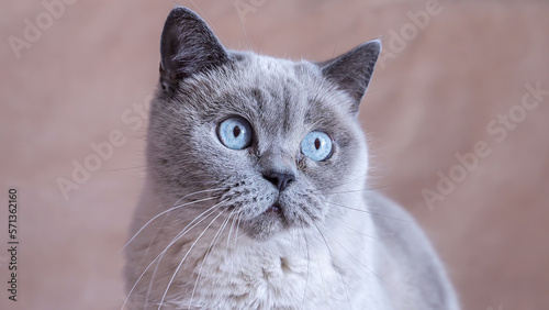 animal portrait Gray British shorthair cat