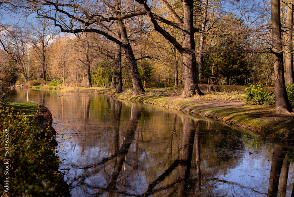 Huge old oaks above river. Oak trees reflecting in the water surface. Early Spring Wroclaw City Park Landscape. 