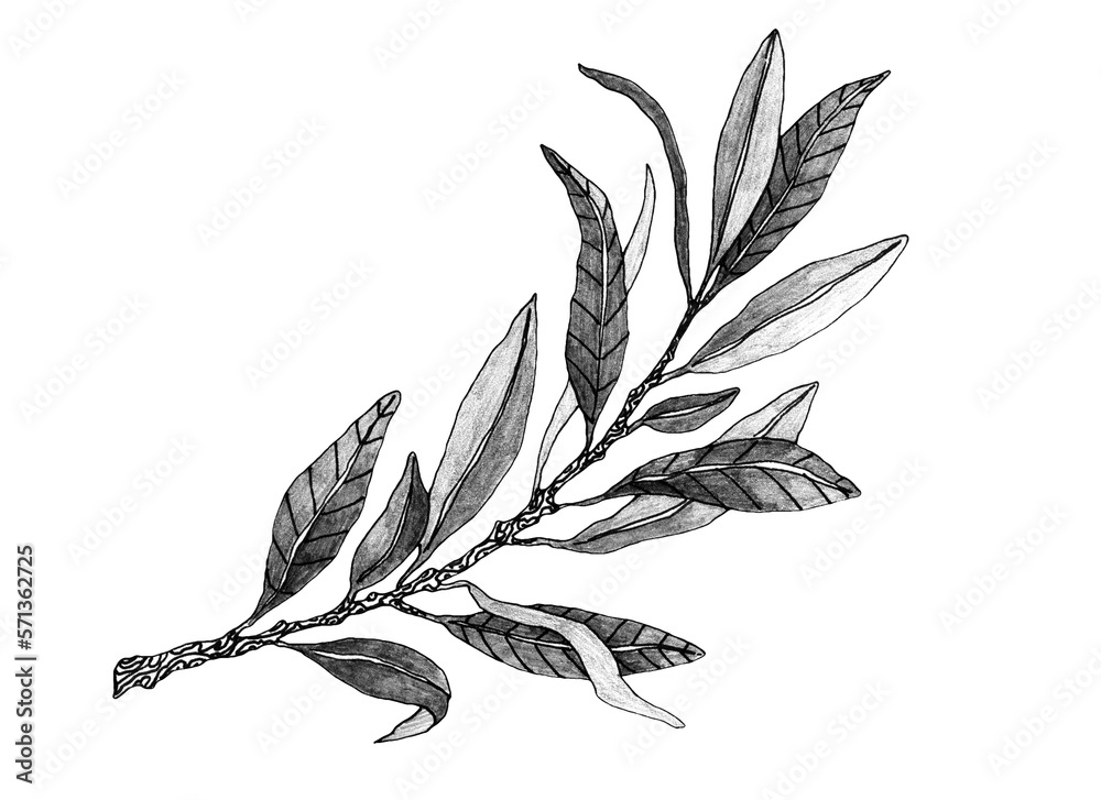 Hand drawn olive branch sketch. White background. Isolated design ...