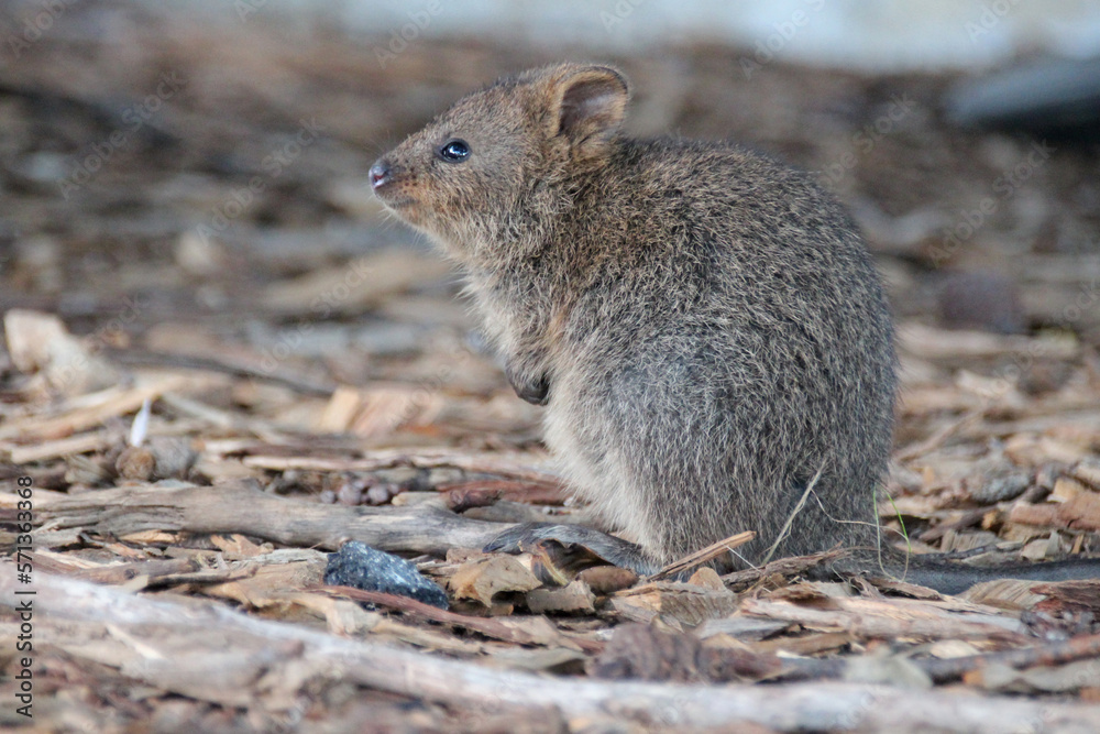 quokka at rottnest island (australia) quokka at rottnest island (australia)