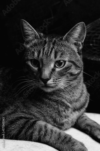 black and white cat portrait © Shubay