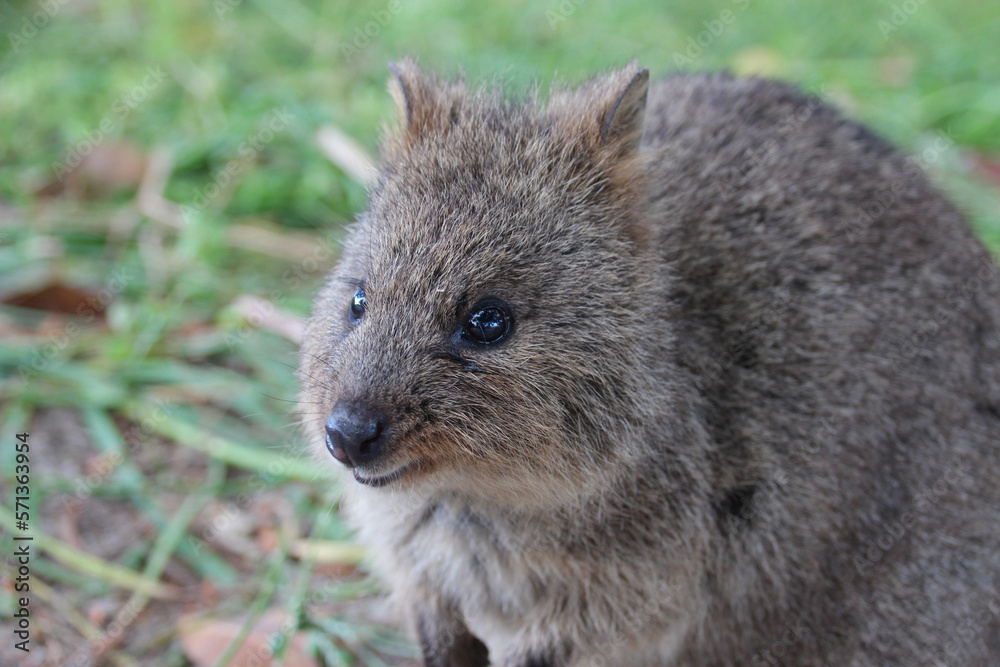 quokka at rottnest island (australia) quokka at rottnest island (australia)