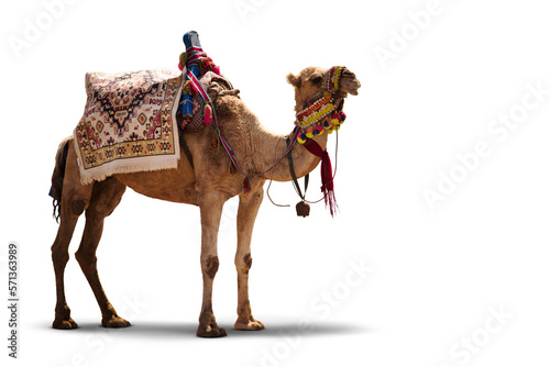Foto Fancy wrestler camel isolated on a transparent background.