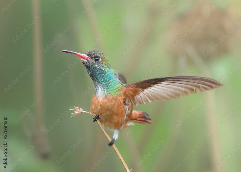 Fototapeta premium hummingbird stretching on a branch