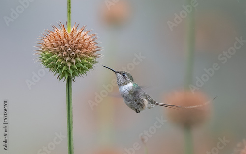 Hummingbird in flight 