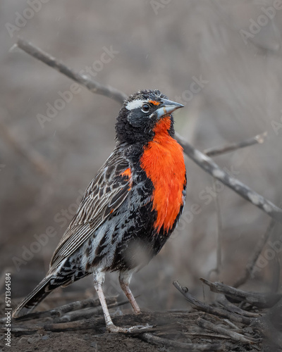 Peruvian meadowlark on dry dessert scrub