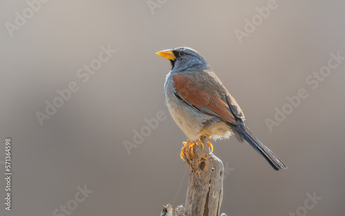 Great Inca Finch perched on dead wood