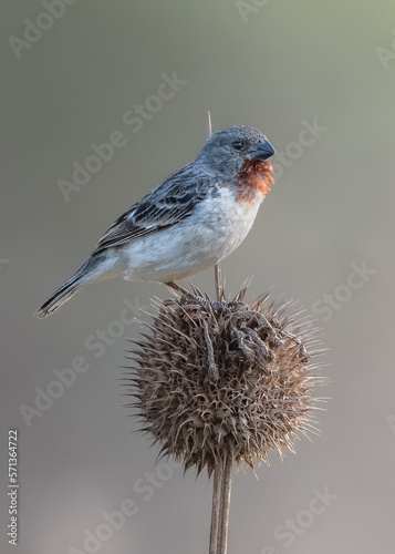 chestnut throated seedeater perched on the dry flower