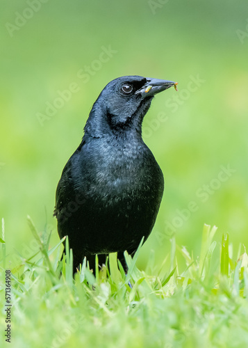 blackbird on the grass