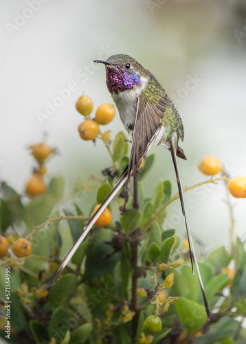 long tailed hummingbird perching on a branch