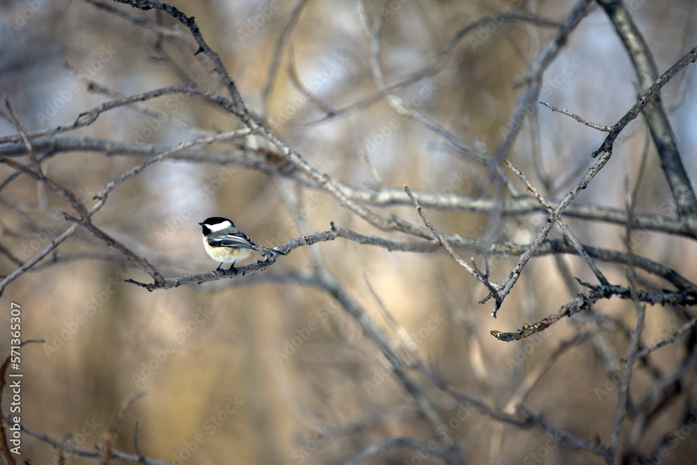 une mésange à tête noire sur une branche