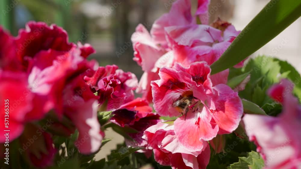 Red flowers of a blooming pelargonium pollinated by the bumblebee in a garden Red flowers of a blooming pelargonium pollinated by the bumblebee in a garden