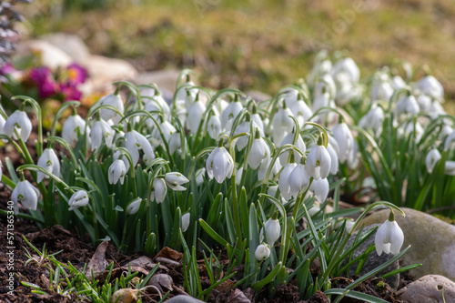Galanthus nivalis flowering plants, bright white common snowdrop in bloom in sunlight © Iva
