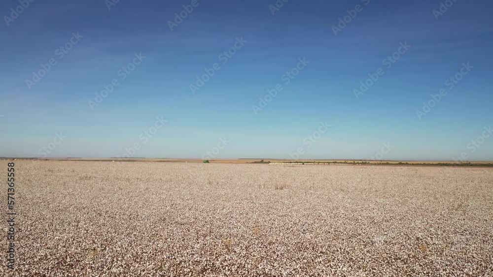 Cotton plantation. Drone view.
