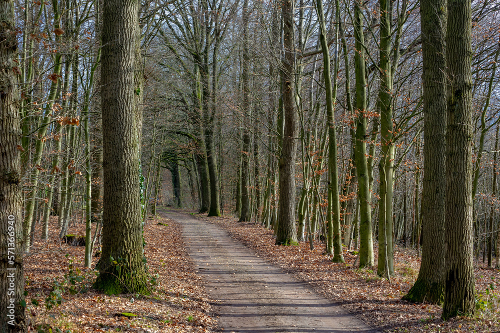 Nature path through the trees along the side in winter, The Pieterpad is a long distance walking route in the Netherlands, The trail runs from northern part of Groningen to end in south of Maastricht.