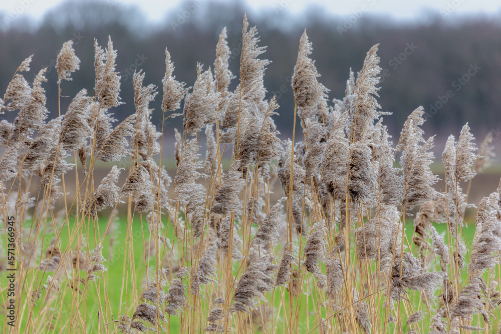 Fototapeta premium Selective focus of dried common reed plants or water reeds in winter, The grass-like plants of wetlands and growing in the estuary of the lake shore under blue sky, Nature background.