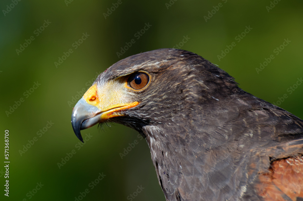 Golden eagle close up portrait. Wild bird. Golden eagle close up portrait. Wild bird.