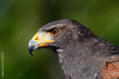 Golden eagle close up portrait. Wild bird.