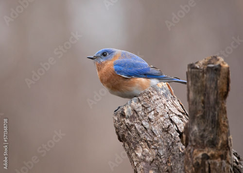 bluebird on stump