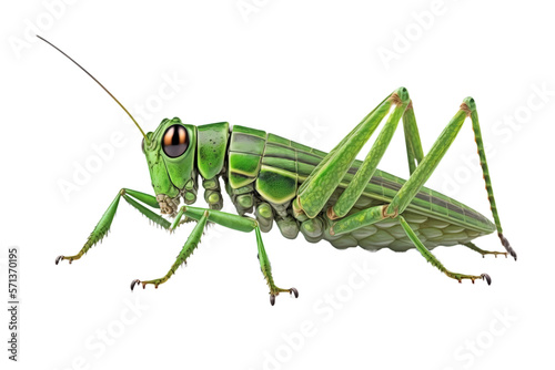 Obraz na plátne Closeup green grasshopper isolated PNG on transparent background