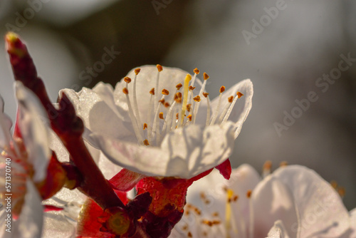 close up of plum blooming, white and yellow flower photo