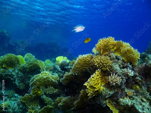 Tropical reef with yellow corals and swimming fish in the blue ocean. Scuba diving with the marine life, underwater photography. Wildlife in the sea, travel picture.