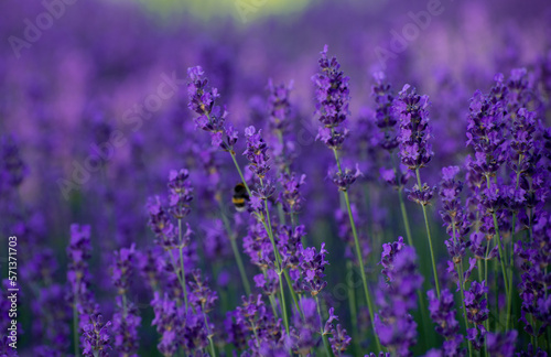 Blooming Lavender Flowers in a Provence Field Under Sunset Rays. Soft Focused Purple Lavender Flowers. 