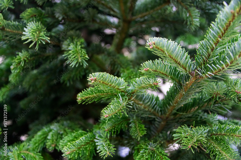 Close-up photo of the green needles on the branches of a coniferous tree under bright sunlight