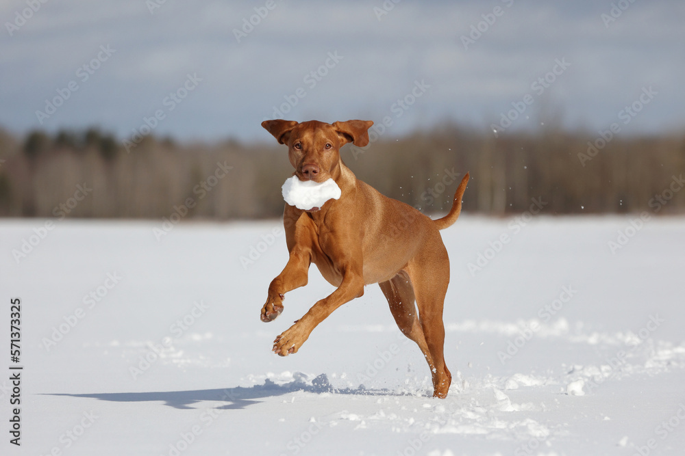 Beautiful active dog Hungarian Vizsla runs in the snow