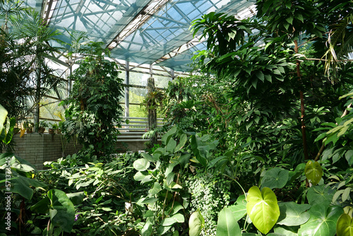 Beautiful green plants grows in hothouse, protection of rare plant species photo