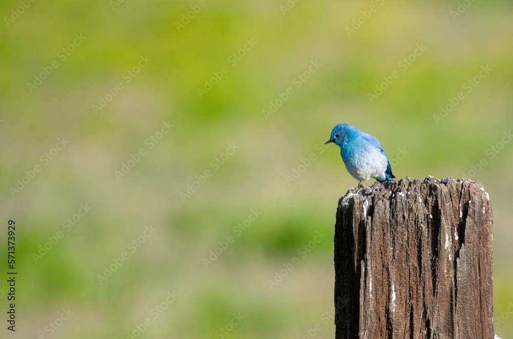 Obraz premium Beautiful mountain blue bird on a branch with bright green and out of focus grass in the background
