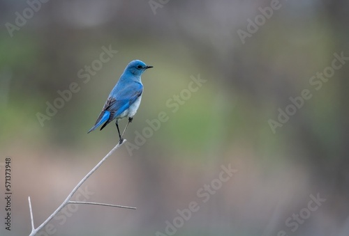 Mountain bluebird perched on a narrow twig in San Jacinto