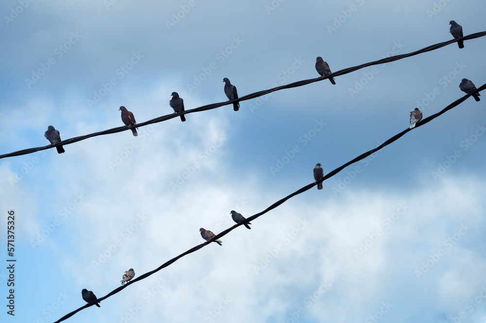 Pidgeons Sitting in a Row on an electrical Cable Pidgeons Sitting in a Row on an electrical Cable