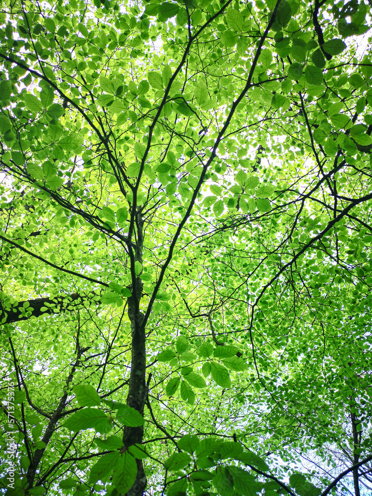 Obraz premium Green leaves