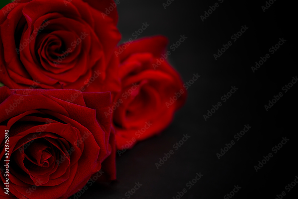 Fototapeta premium Three red roses on a black background. Copy space.