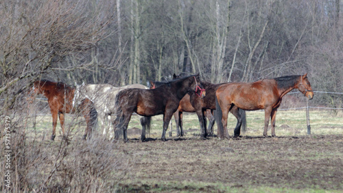 Horses on range © NikiforPix