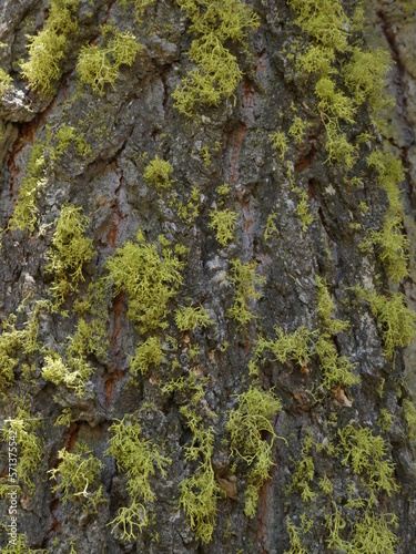 moss on tree © Billy Bateman