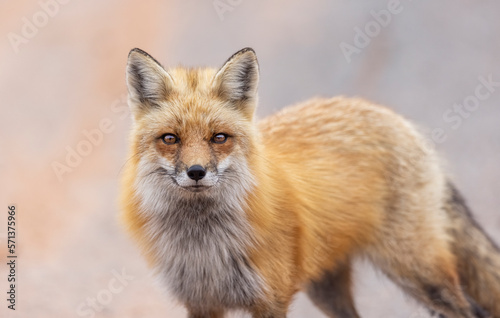 Red fox, Eastern Canada. 