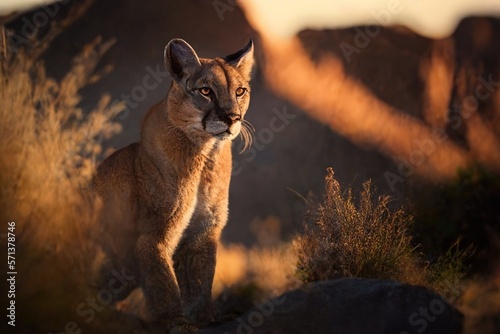 Puma in the desert - Generated by Generative AI