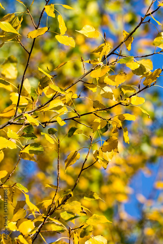 Beautiful colorful leaves in autumn.