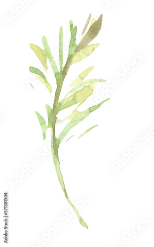 Watercolor spring floral leaf, twig, branch, stick, floral illustration, flower clipart. . Create Floral frame, wreath, chaplet, wedding invitation, stationery, save the date, print,poster, pattern