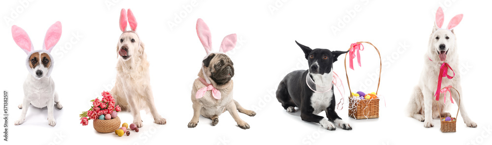 Set of adorable dogs with Easter eggs, flowers and bunny ears on white background
