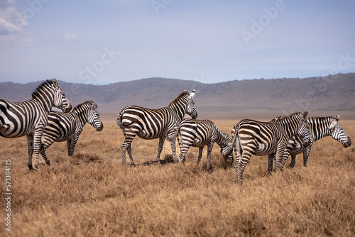 zebras in Ngorongoro