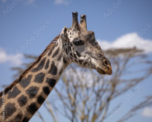 Canvas Print portrait of a giraffe