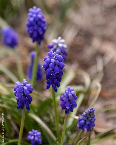 Muscari or Grape hyacinth blue small flower in the garden design.