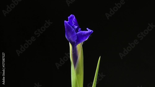 Time-lapse of growing blue iris flower. macro, easter, spring, valentine's day, holidays concept