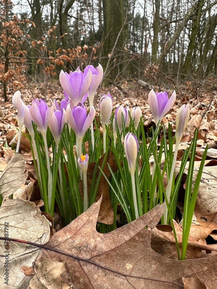 Krokusse