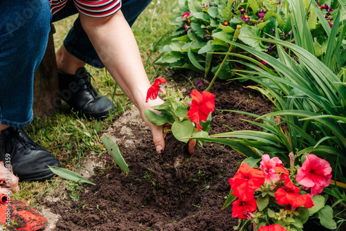 Fotografija Caucasian woman gardener planting flowers in the ground