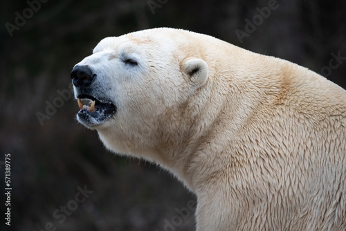 Ausgewachsener Eisbär kurz vor der Fütterung im Zoo