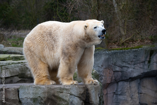 Eisbär auf einem Felsen im Zoo kurz vor dem sprung ins Wasser